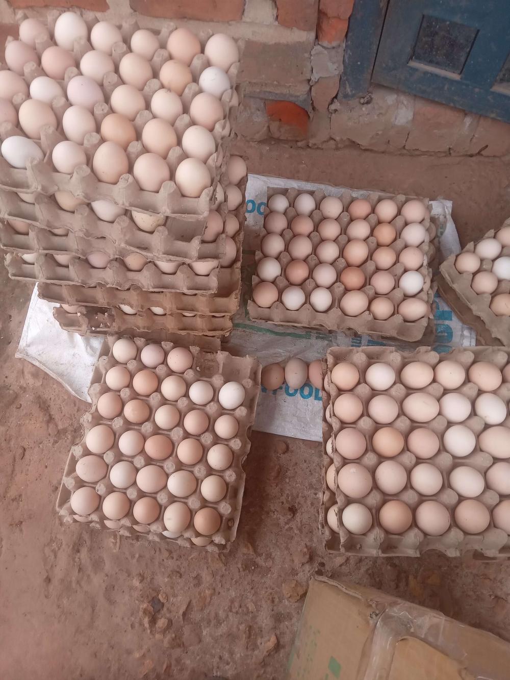 Local Fertilized Eggs - Yellow Yolk Eggs - Day One Local Chicks - Image 1