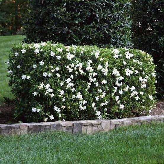 Compound Designing and Landscaping - Image 4