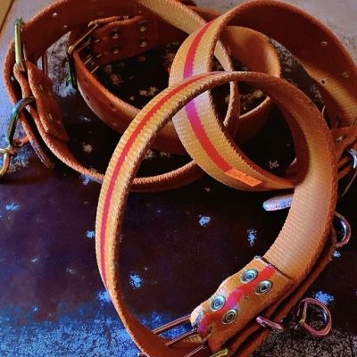 Dog Collars